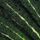 CAVOLO NERO