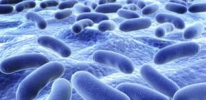 probiotici