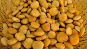 LUPINI