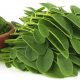 moringa