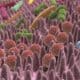 MICROBIOTA INTESTINALE UMANO