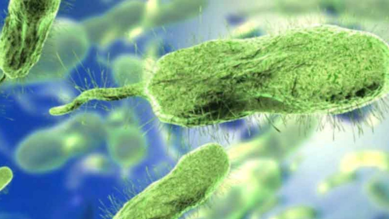 cosa è la flora microbica pulizia del corpo arbonne nuova