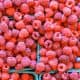 i flavonoidi modificano il microbiota intestinale
