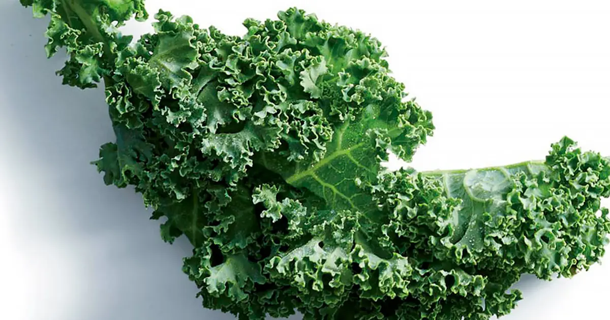 Kale: il superfood di cui tutti parlano