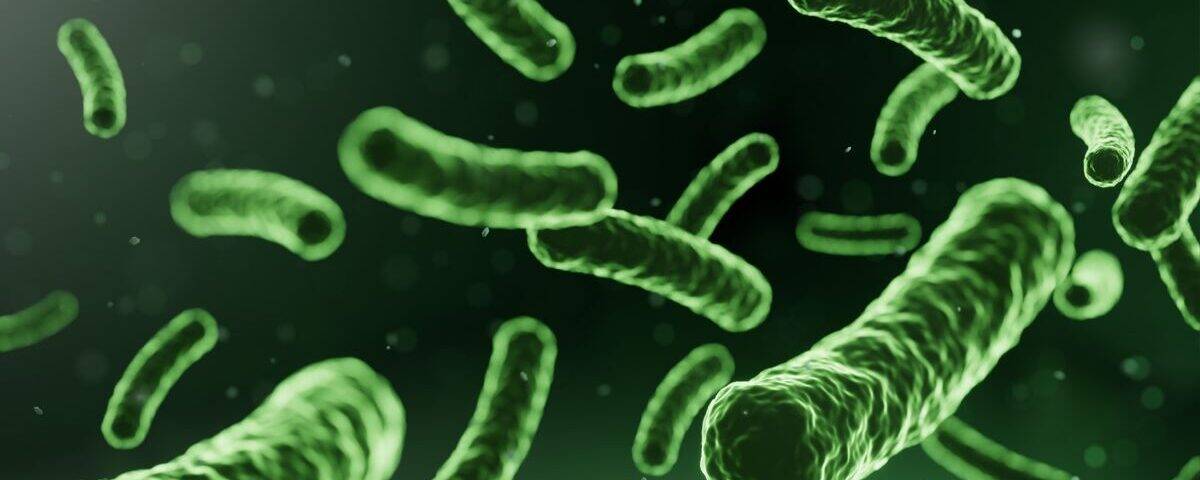 Probiotici e tono dell’umore: Quando l’equilibrio Inizia dall’intestino