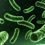 Probiotici e tono dell’umore: Quando l’equilibrio Inizia dall’intestino